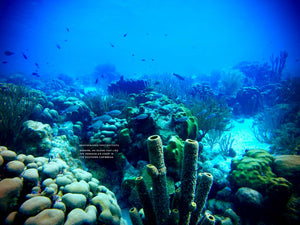 photography: Tony Battiato Bonaire, an island that lies  off Venezuela’s coast in the southern Caribbean.